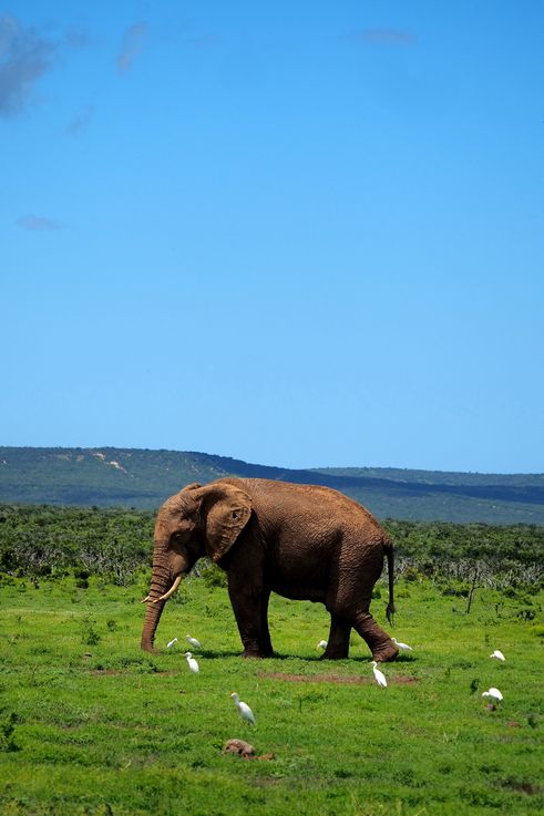 Eléphant au parc Addo Elephant
Altitude : 177 mètres