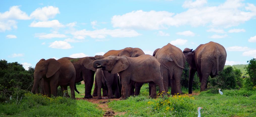 Eléphants au parc Addo Elephant
Altitude : 170 mètres
