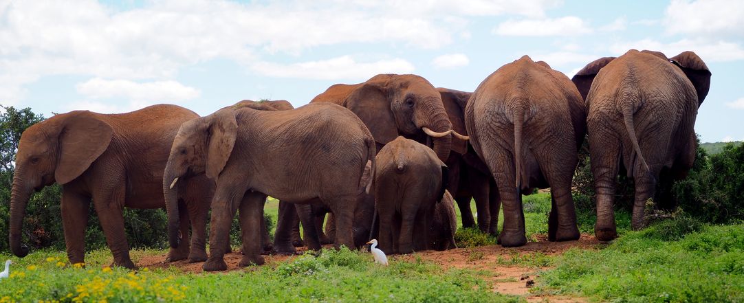 Eléphants au parc Addo Elephant
Altitude : 175 mètres