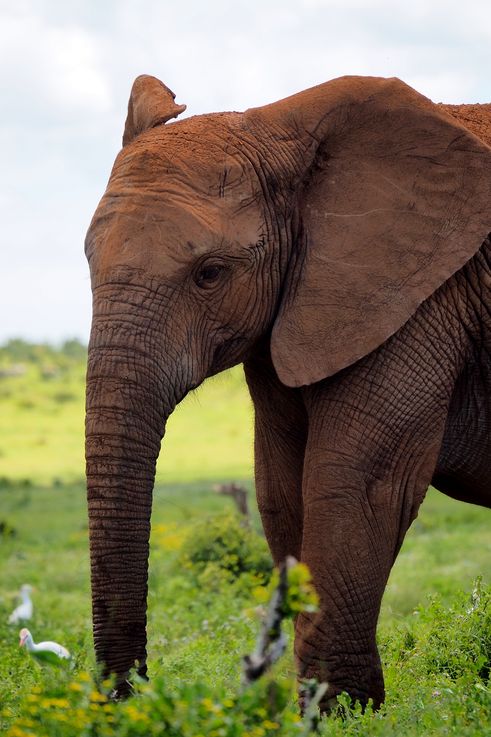 Eléphant au parc Addo Elephant
Altitude : 179 mètres
