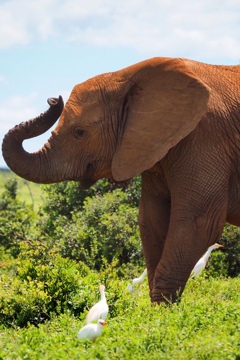 Eléphant au parc Addo Elephant
Altitude : 180 mètres