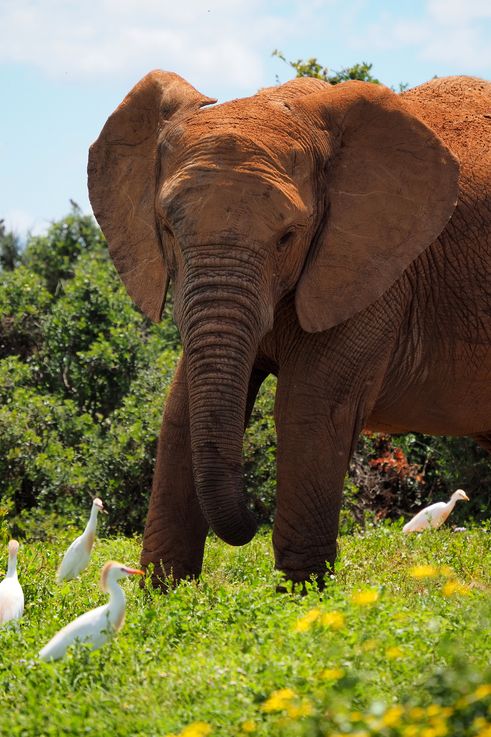 Eléphant au parc Addo Elephant
Altitude : 178 mètres