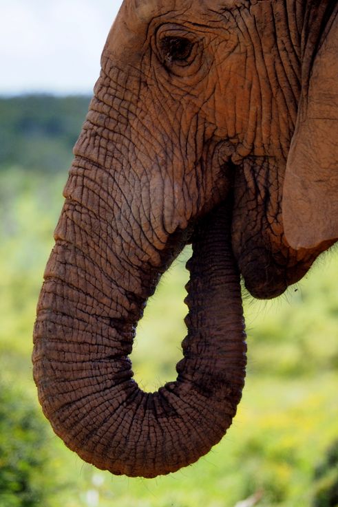 Eléphant au parc Addo Elephant
Altitude : 179 mètres