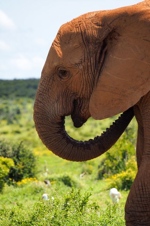 Eléphant au parc Addo Elephant
Altitude : 179 mètres