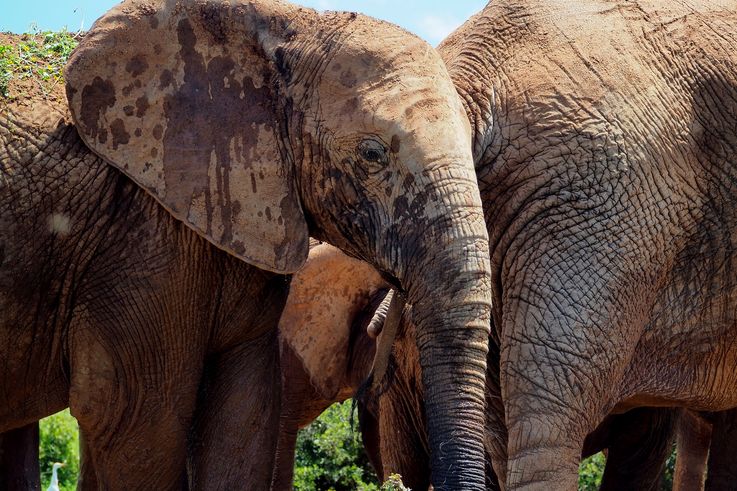 Eléphant au parc Addo Elephant
Altitude : 180 mètres