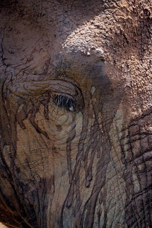 Eléphant au parc Addo Elephant
Altitude : 182 mètres