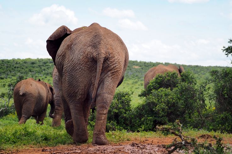 Eléphant au parc Addo Elephant
Altitude : 180 mètres