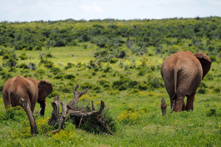 Eléphant au parc Addo Elephant
Altitude : 184 mètres