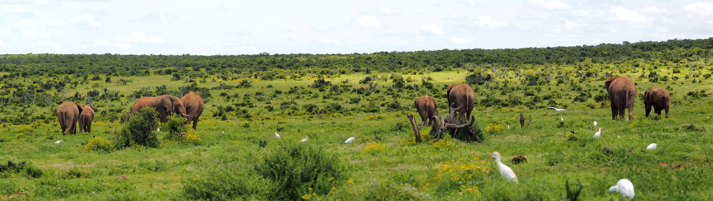Eléphant au parc Addo Elephant
Altitude : 182 mètres