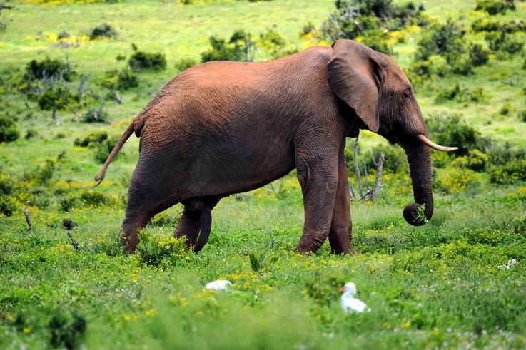 Eléphant au parc Addo Elephant
Altitude : 181 mètres