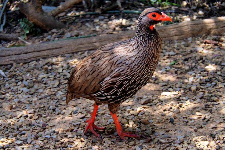 Francolin à gorge rouge au parc Addo Elephant
Altitude : 225 mètres