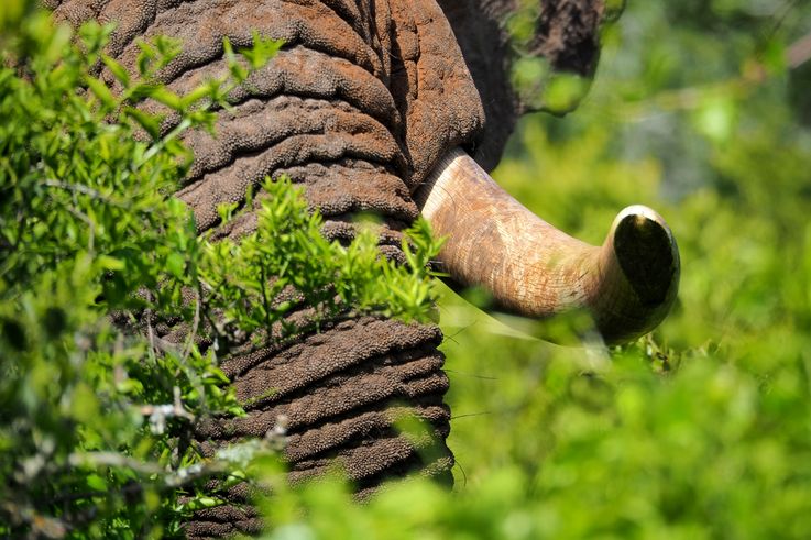 Eléphant au parc Addo Elephant
Altitude : 300 mètres