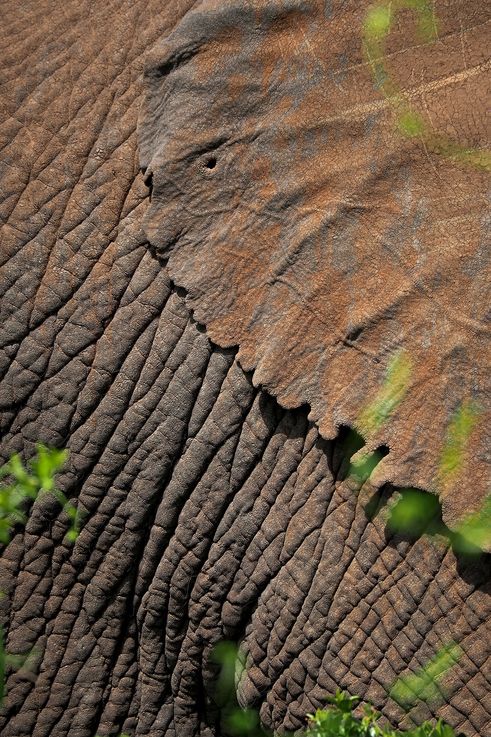 Oreille d'éléphant au parc Addo Elephant
Altitude : 307 mètres