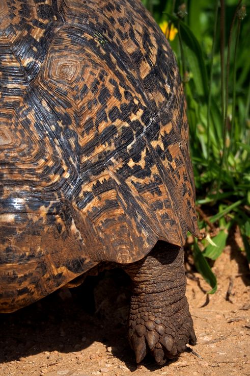 Tortue Léopard au parc Addo Elephant
Altitude : 248 mètres