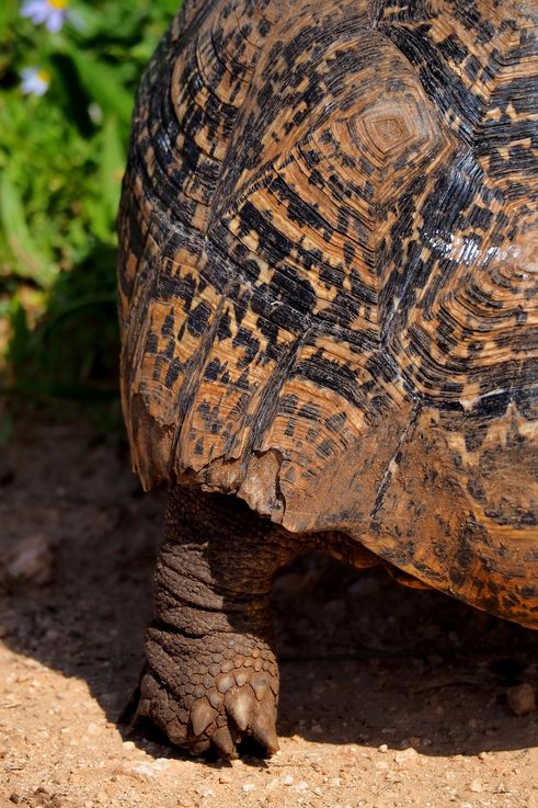 Tortue Léopard au parc Addo Elephant
Altitude : 250 mètres