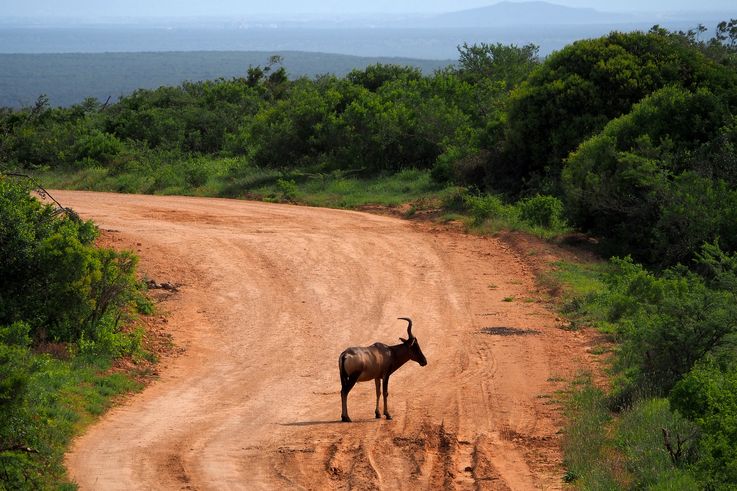 Bubale au parc Addo Elephant
Altitude : 247 mètres