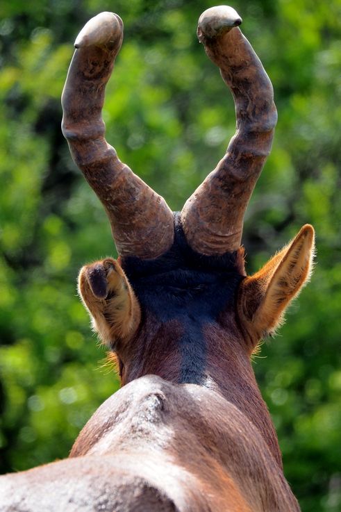 Bubale au parc Addo Elephant
Altitude : 247 mètres