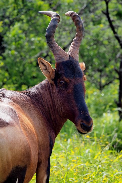 Bubale au parc Addo Elephant
Altitude : 252 mètres