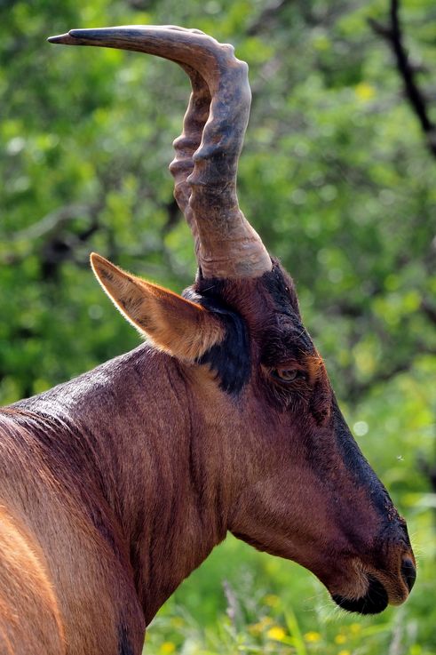 Bubale au parc Addo Elephant
Altitude : 253 mètres