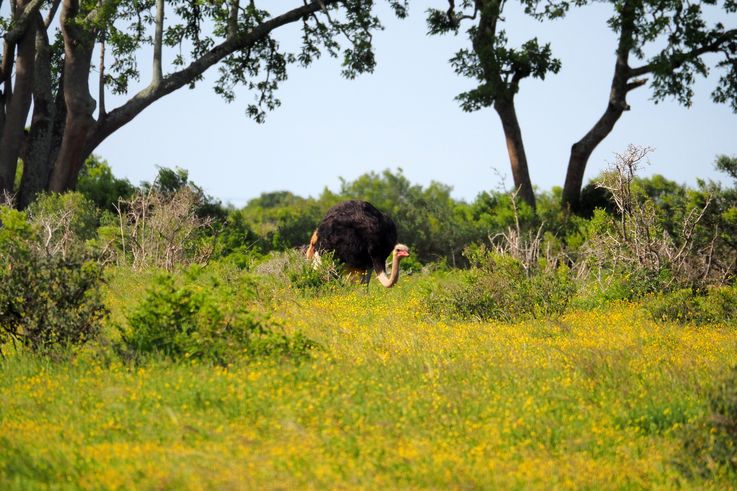 Autruche au parc Addo Elephant
Altitude : 205 mètres