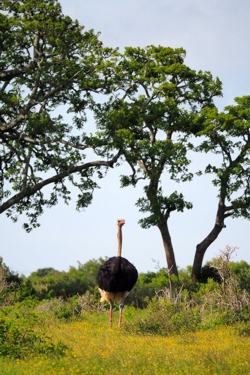 Autruche au parc Addo Elephant
Altitude : 212 mètres