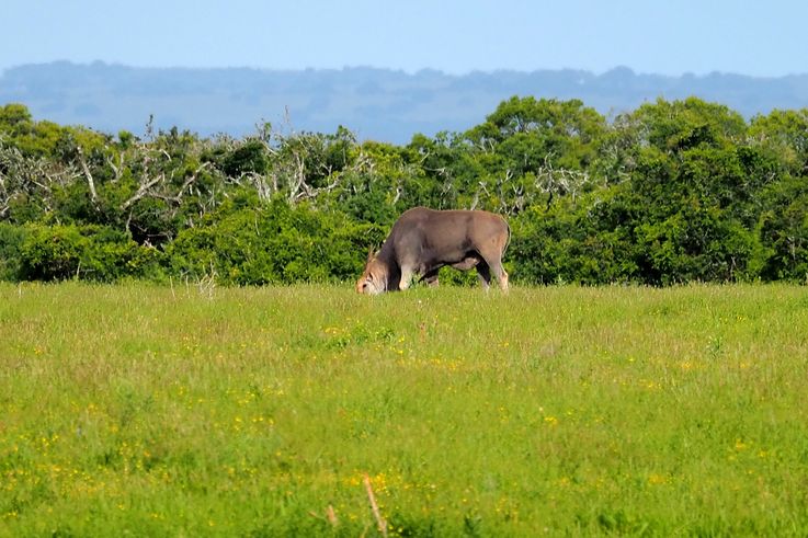 Au parc Addo Elephant
Altitude : 187 mètres