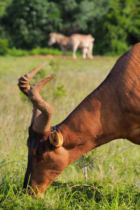 Bubale au parc Addo Elephant
Altitude : 197 mètres