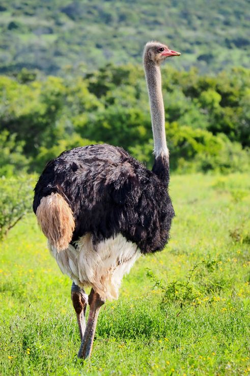 Autruche au parc Addo Elephant
Altitude : 183 mètres