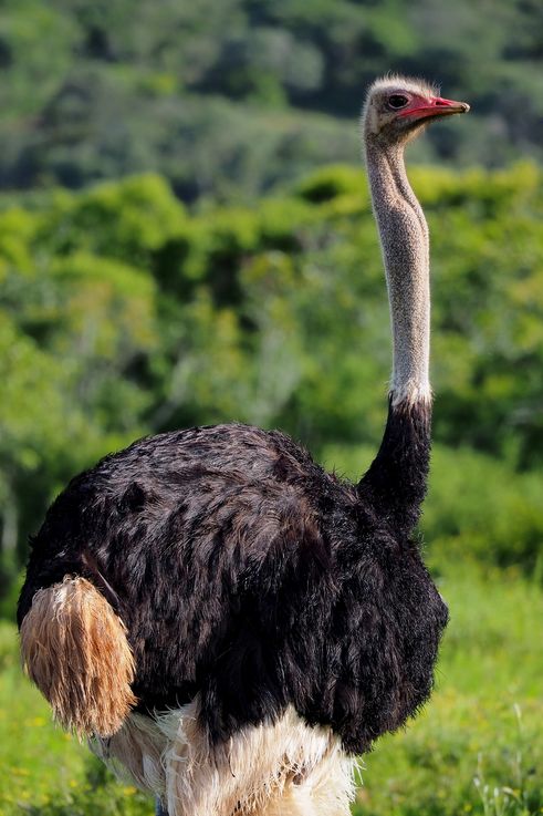 Autruche au parc Addo Elephant
Altitude : 186 mètres