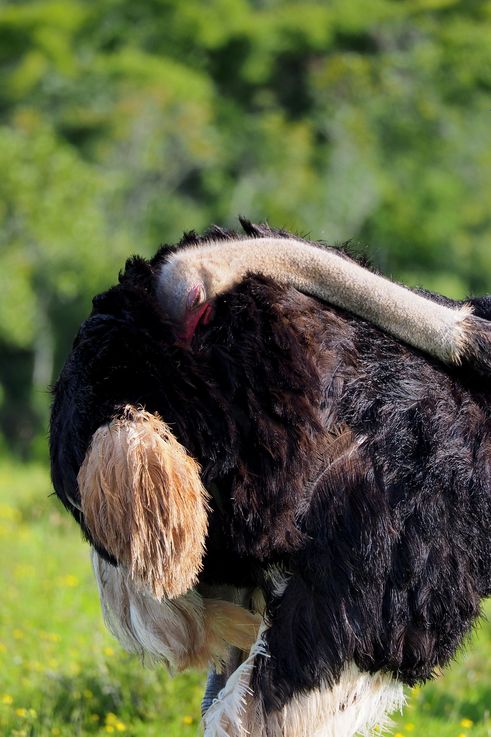 Autruche au parc Addo Elephant
Altitude : 186 mètres