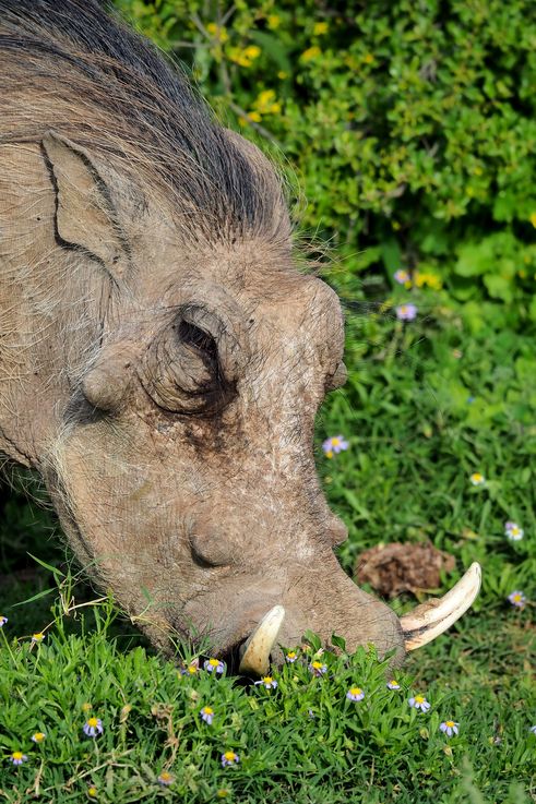 Phacochère au parc Addo Elephant
Altitude : 91 mètres