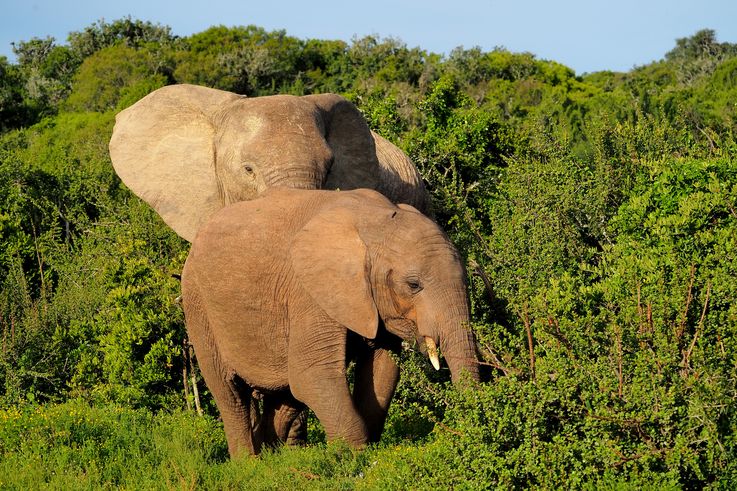 Eléphant au parc Addo Elephant
Altitude : 105 mètres