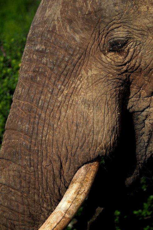 Eléphant au parc Addo Elephant
Altitude : 107 mètres