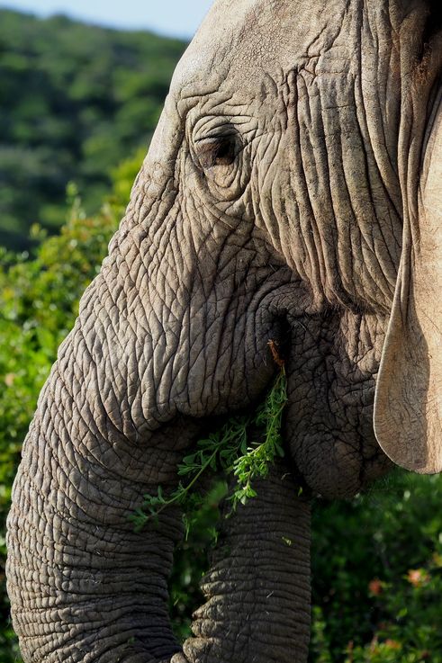 Eléphant au parc Addo Elephant
Altitude : 122 mètres