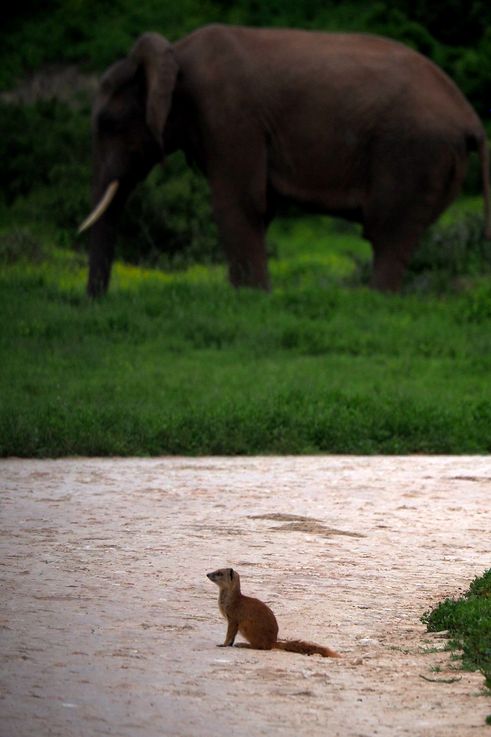 Mangouste jaune vs éléphant au parc Addo Elephant
Altitude : 234 mètres