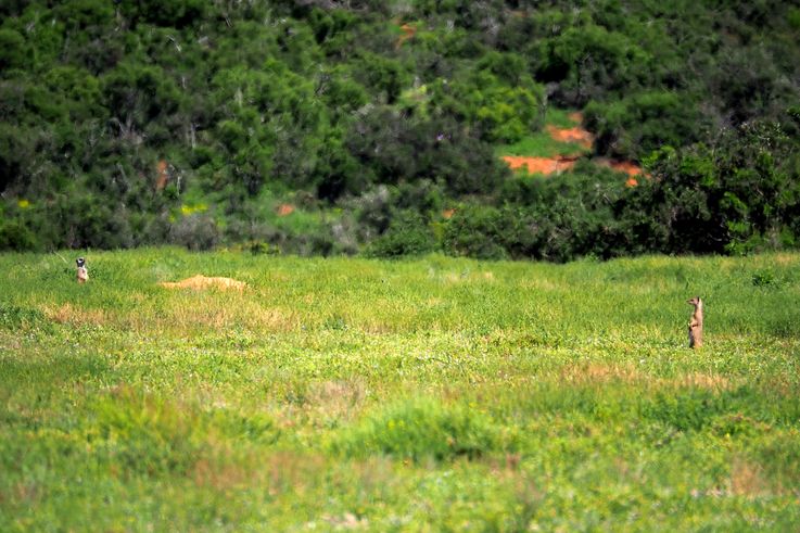 Mangouste jaune au parc Addo Elephant