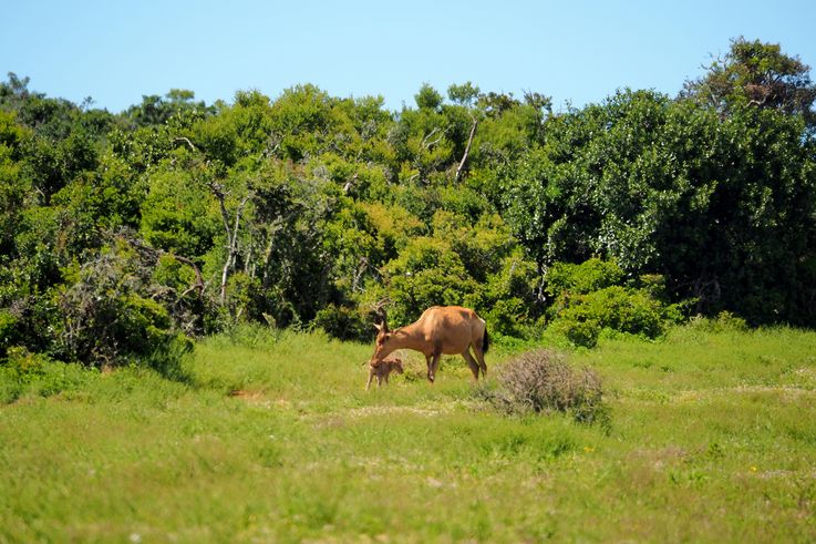 Bubale au parc Addo Elephant