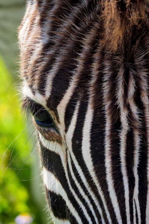 Zèbre Des Plaines au parc Addo Elephant