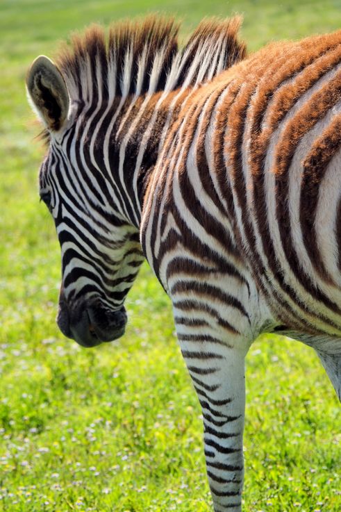 Zèbre Des Plaines au parc Addo Elephant