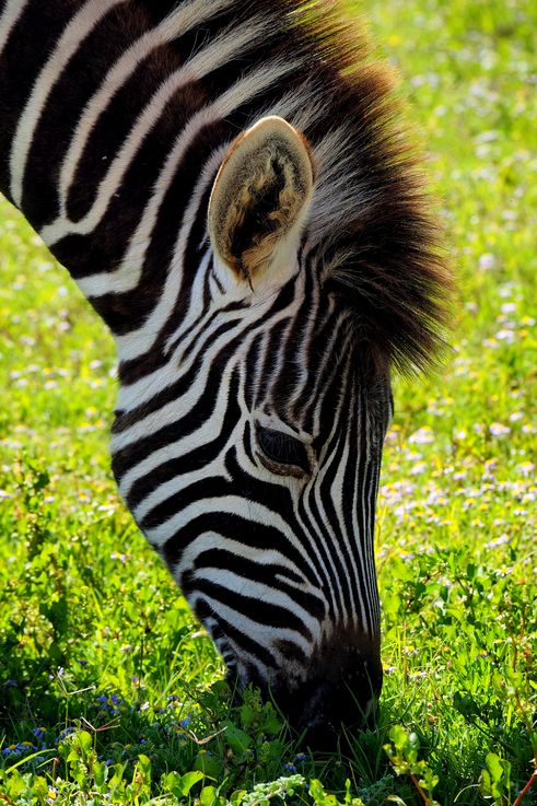 Zèbre Des Plaines au parc Addo Elephant