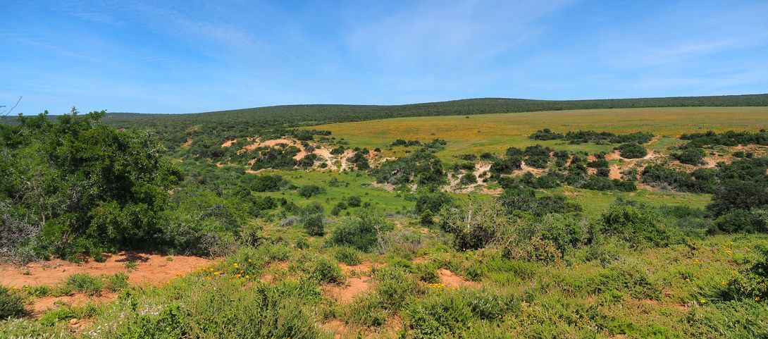 Au parc Addo Elephant
