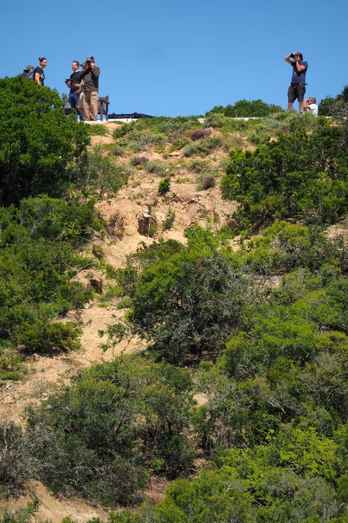 Au parc Addo Elephant