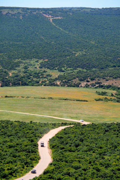 Au parc Addo Elephant