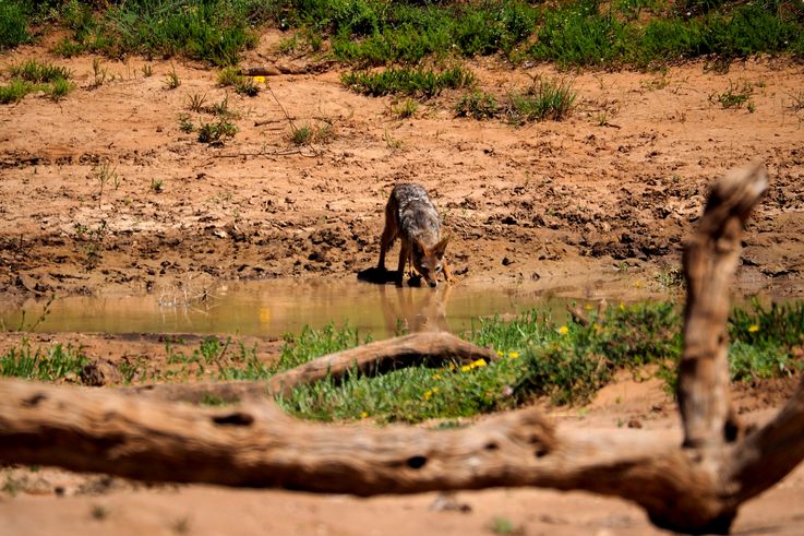 Chacal à chabraque au parc Addo Elephant