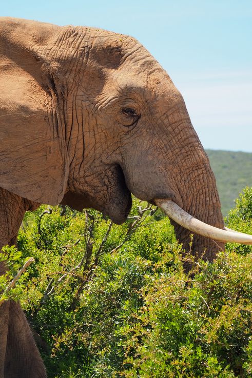 Eléphant au parc Addo Elephant