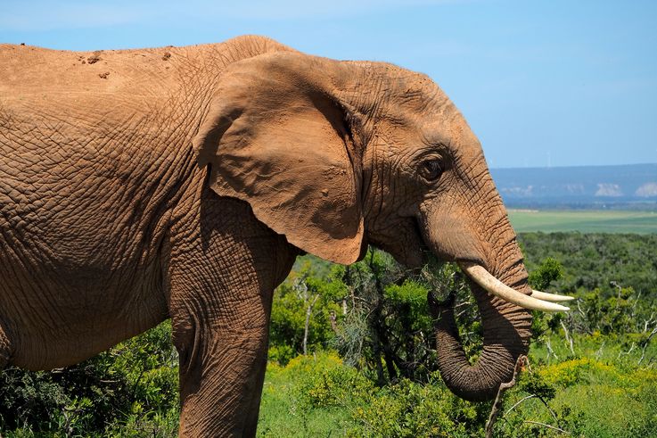 Eléphant au parc Addo Elephant