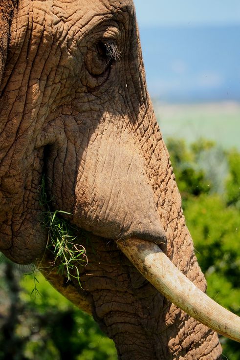 Eléphant au parc Addo Elephant