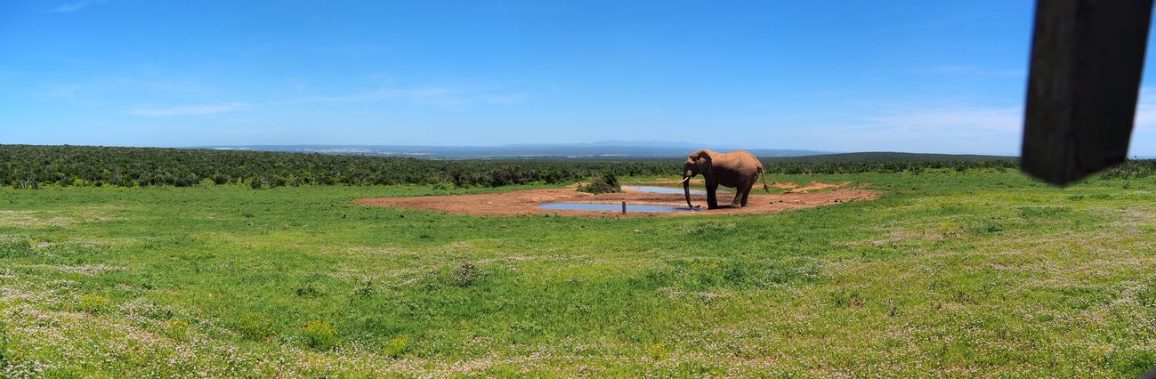 Eléphant au parc Addo Elephant