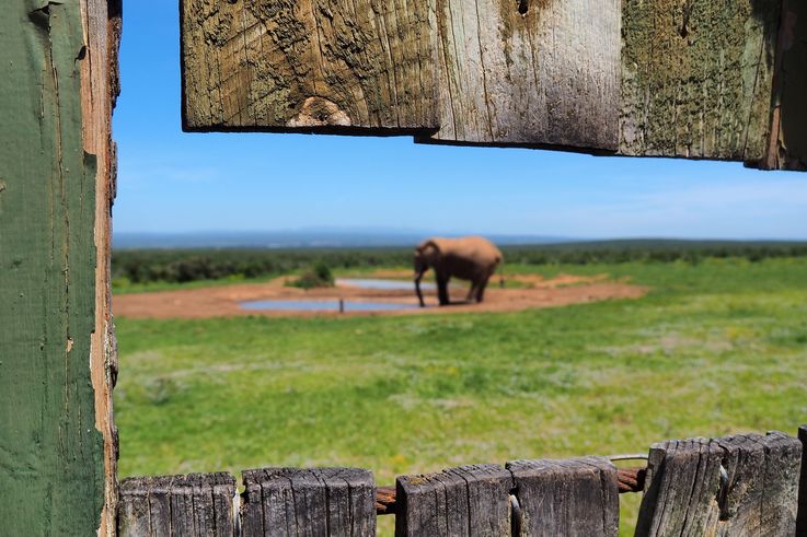 Eléphant au parc Addo Elephant