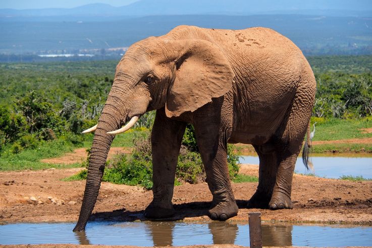Eléphant au parc Addo Elephant
